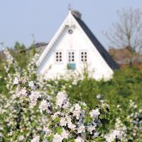 2740_7299 Kirschbaumblüte - weisser Hausgiebel zwischen Obstbäumen. | 